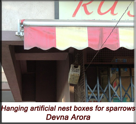 Devna Arora - Hanging artificial nest boxes for house sparrows